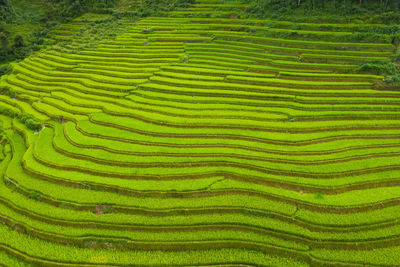 Full frame shot of rice paddy