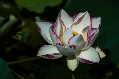 Close-up of flower blooming outdoors