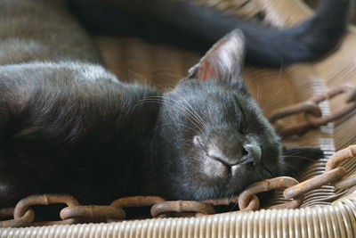 Close-up of cat sleeping