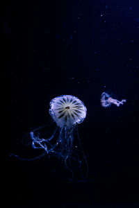 jellyfish