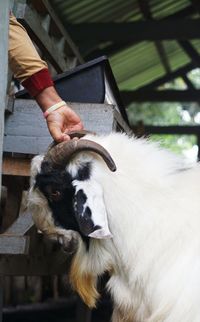 A goat on a farm in malang, indonesia trying to defend itself from danger