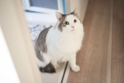 White cat walking out of a room