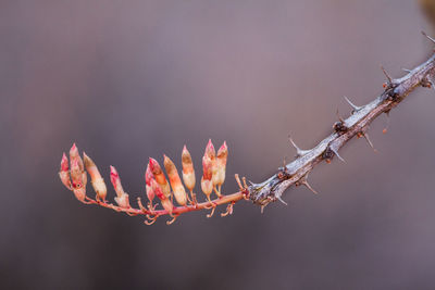 Close-up of pink flowering plant against sky