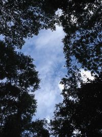 Low angle view of trees against sky