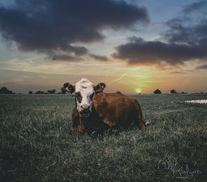 View of cow on field during sunset