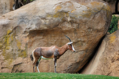 The blesbok or blesbuck, damaliscus pygargus phillipsi, a subspecies of the bontebok antelope