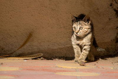 Portrait of tabby sitting on floor