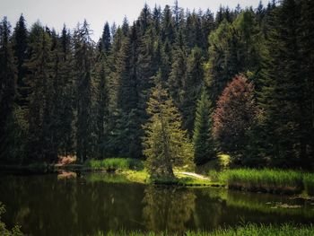 Scenic view of pine trees by lake in forest