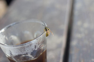 Close-up of insect on glass