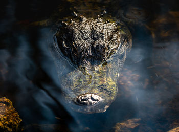 Close-up of turtle swimming in sea