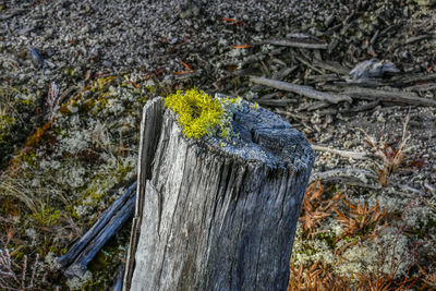 High angle view of tree stump in forest