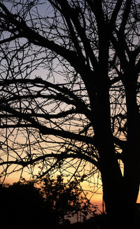 Low angle view of silhouette bare tree against sky at sunset