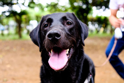 Close-up portrait of black dog