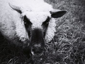Portrait of sheep on field