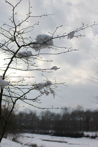 Close-up of bare tree against sky