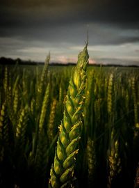 Close-up of wheat growing on field against sky