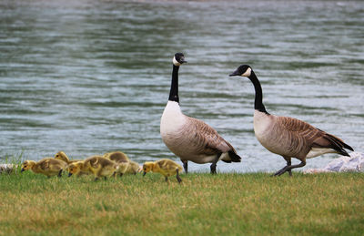 Flock of birds in lake