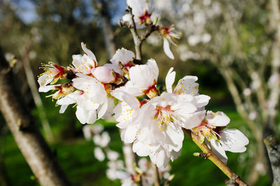 Close-up of white flower on tree