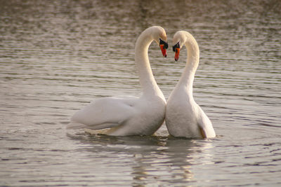 Swan swimming in lake animal behaviour 
