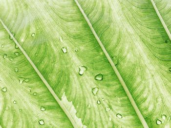 Macro shot of green leaves