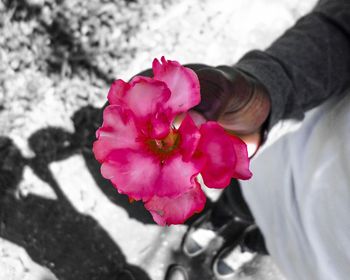 Close-up of pink flower