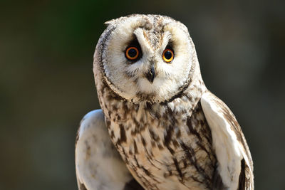 Close-up portrait of owl