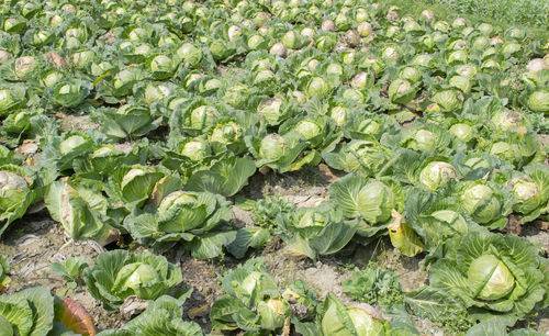 High angle view of cabbage vegetables on field
