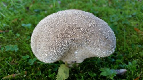 Close-up of mushroom on field