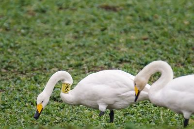 Close-up of swan on field