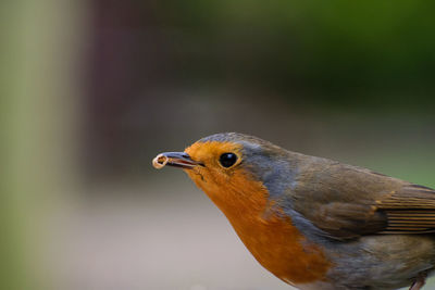 Close-up of bird perching outdoors