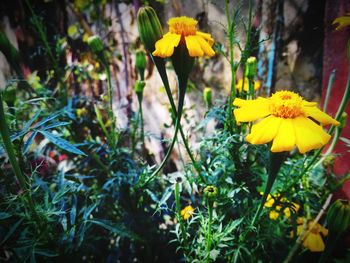 Close-up of yellow flowers blooming outdoors