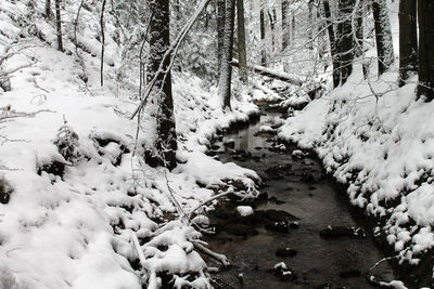 Snow covered trees in forest