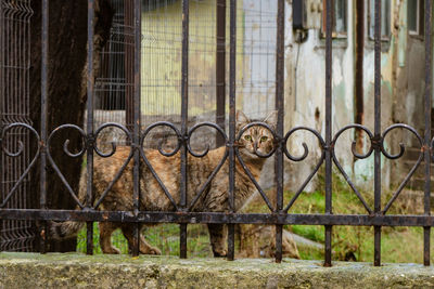 View of cat in cage