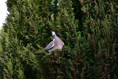 Seagull perching on a tree
