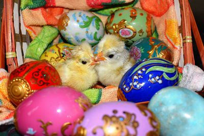 Close-up of baby chickens