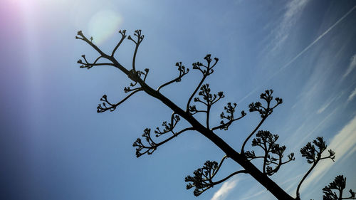 Low angle view of tree against blue sky