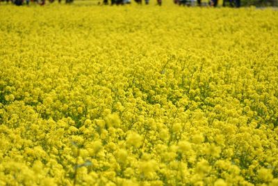 Scenic view of oilseed rape field