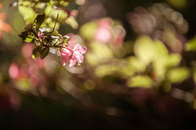 Close-up of pink flowering plant