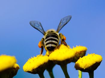 Close-up of insect on yellow flower