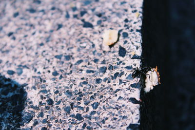 Close-up of bee on ground