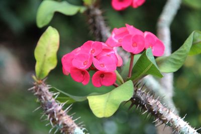 Close-up of pink flowers blooming outdoors