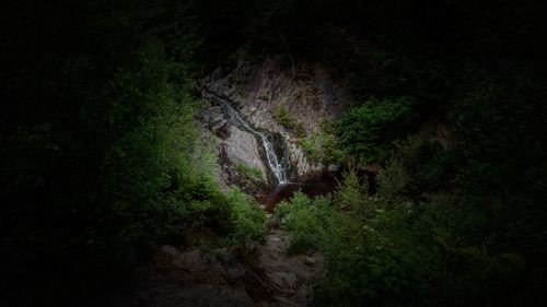 Trees growing in forest at night