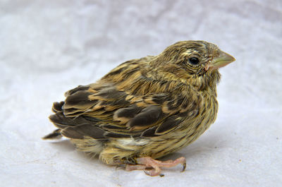 Close-up of bird perching outdoors