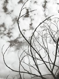 Low angle view of tree against sky