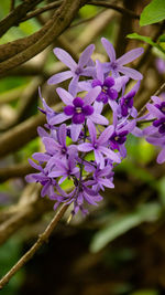 Close-up of purple flowering plant