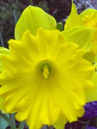 Close-up of yellow flower blooming outdoors