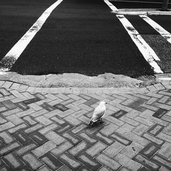 High angle view of bird perching on street