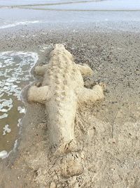 High angle view of crab on beach