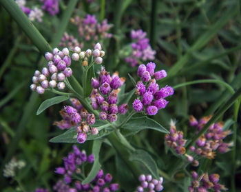 Close-up of purple flowering plants