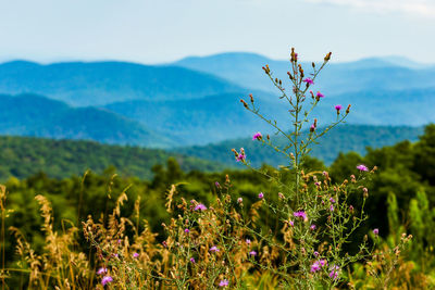 Close-up of purple flowering plants on field against sky